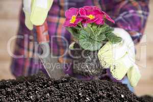 woman at transplanting of flowers