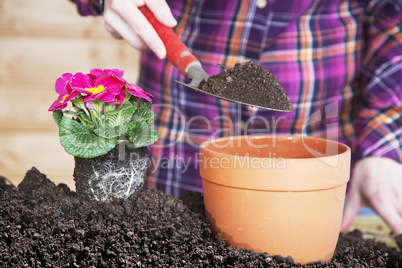 woman at transplanting of flowers