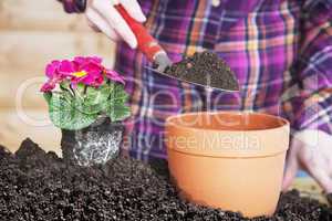 woman at transplanting of flowers