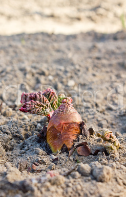 Young rhubarb