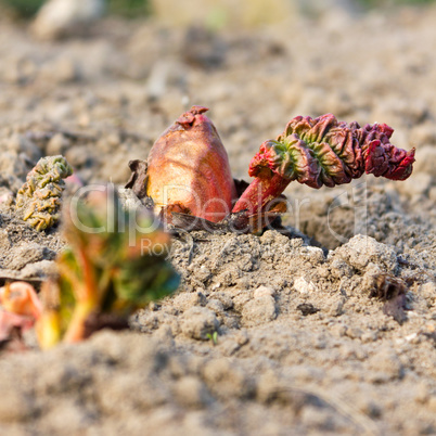 Young rhubarb