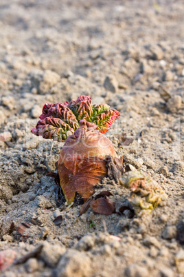 Young rhubarb