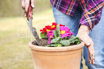 woman at transplanting of flowers