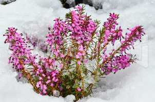 purple heather flowers