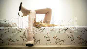 Female Legs in Bed with a Cat