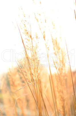 Bright grass background