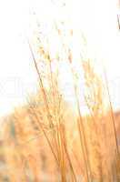 Bright grass background