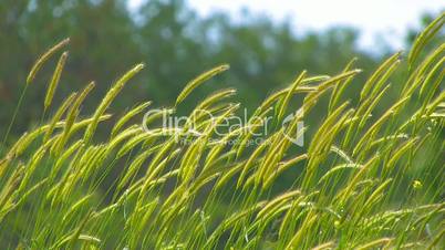 Spikelets of grass in the wind.