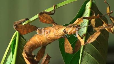 Spinn Leaf Insect