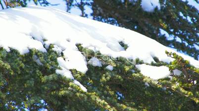 Snow on the branches of spruce.