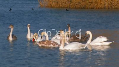 Flock of  swans.