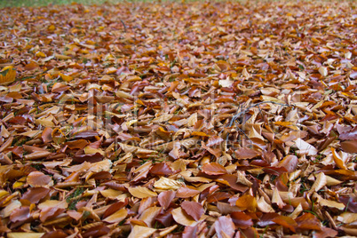 herbstlaub am boden