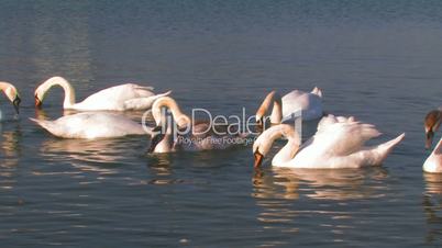 Flock of white swans on a lake.