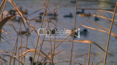Wild ducks on the lake.
