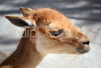 Portrait of a young gazelle