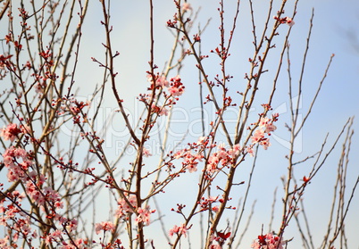 Branches of almond blossom in spring