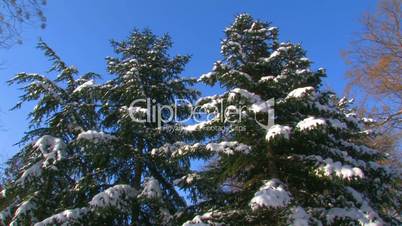 Snow-covered spruce in the forest.