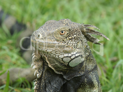 Grüner Leguan, Aruba, ABC Inseln