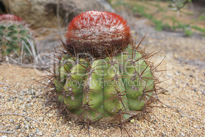 Kaktus, Aruba, ABC Inseln
