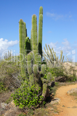 Vegetation von Aruba, ABC Inseln