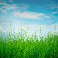 spring green grass