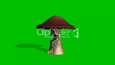 angry brown mushroom looks around - with shadow - green screen