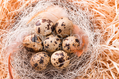quail's eggs