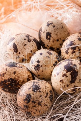 quail's eggs