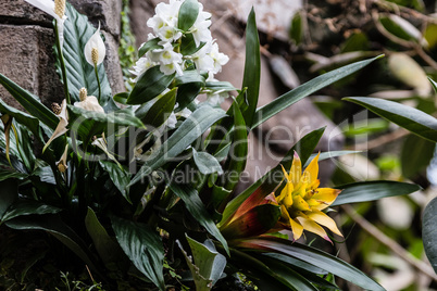 Tropical flowers