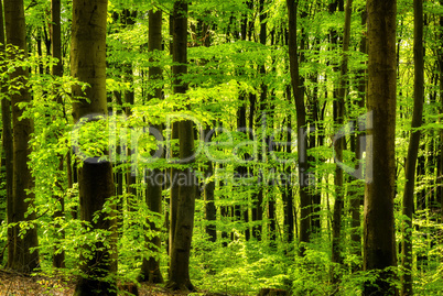 frisches grün im laubwald