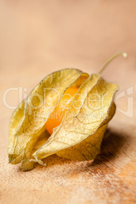 Physalis