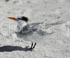 elegant tern seabird