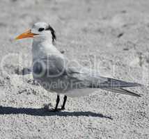 elegant tern seabird