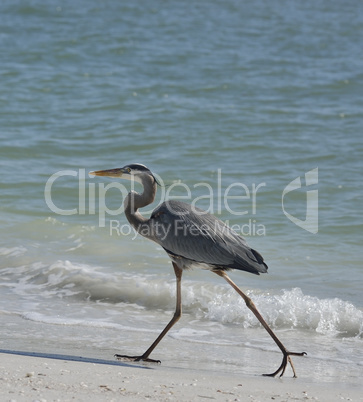 great blue heron