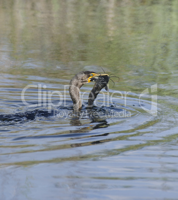 double-crested cormorant (phalacrocorax carbo)