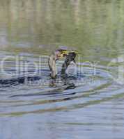double-crested cormorant (phalacrocorax carbo)