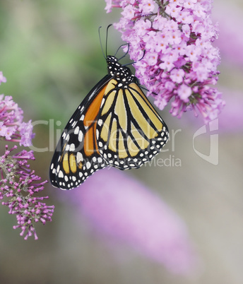 monarch butterfly