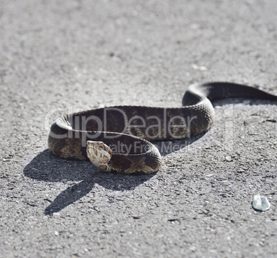 florida water snake