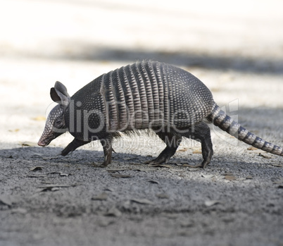 armadillo crossing the road