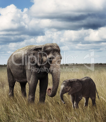 elephants