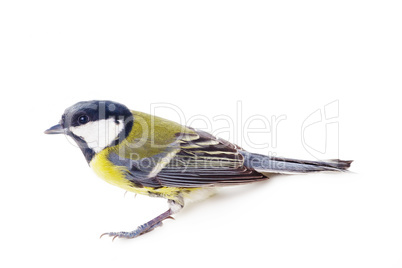 great tit,  isolated