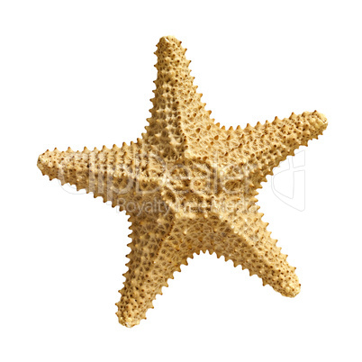 starfish  isolated on white background