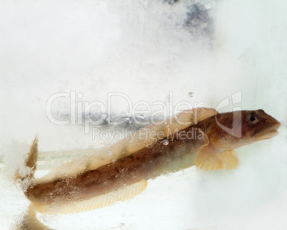 mother-of-eels in the winter under ice (zoarces viviparus)