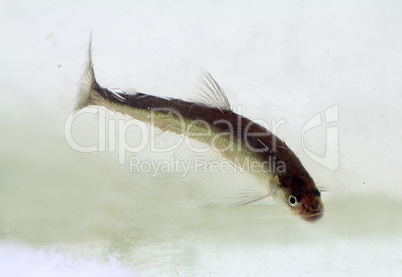 smelt in the winter under ice (osmerus eperlanus)