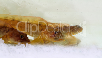 mother-of-eels in the winter under ice (zoarces viviparus)