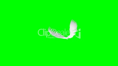 animated angel wings - green screen