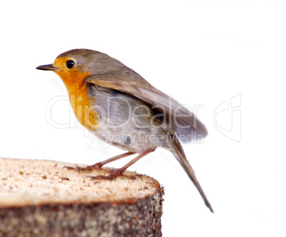 robin (erithacus rubecola)