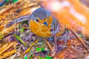 robin (erithacus rubecola)