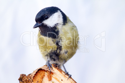 titmouse