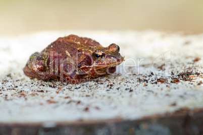 brown frog